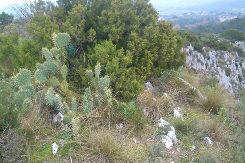 Proche D'Uzes La Terrasse Du Soleil Levant Collias Екстер'єр фото